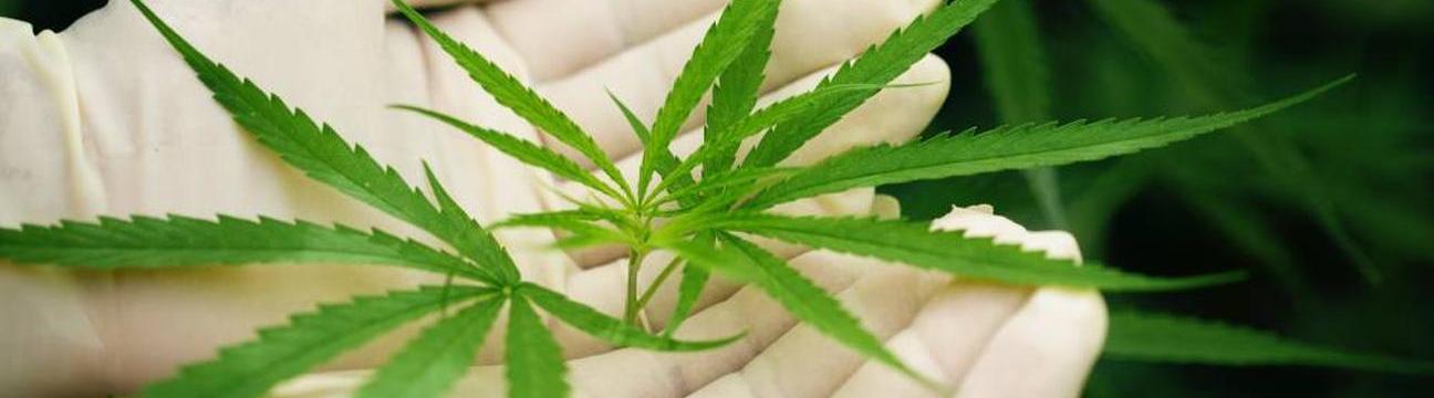 Kentucky Medical Marijuana Program