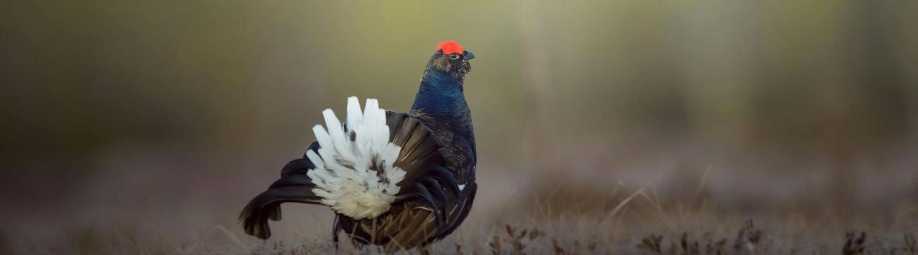 Michigan Bird Hunting