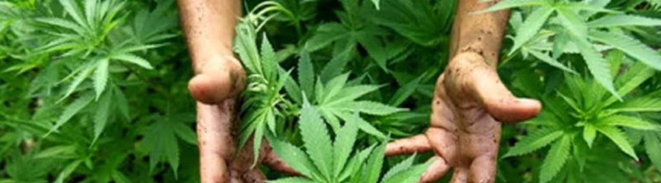 The  Clone Conservatory