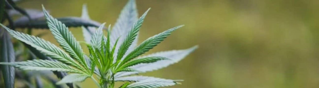 420 Accounting Services