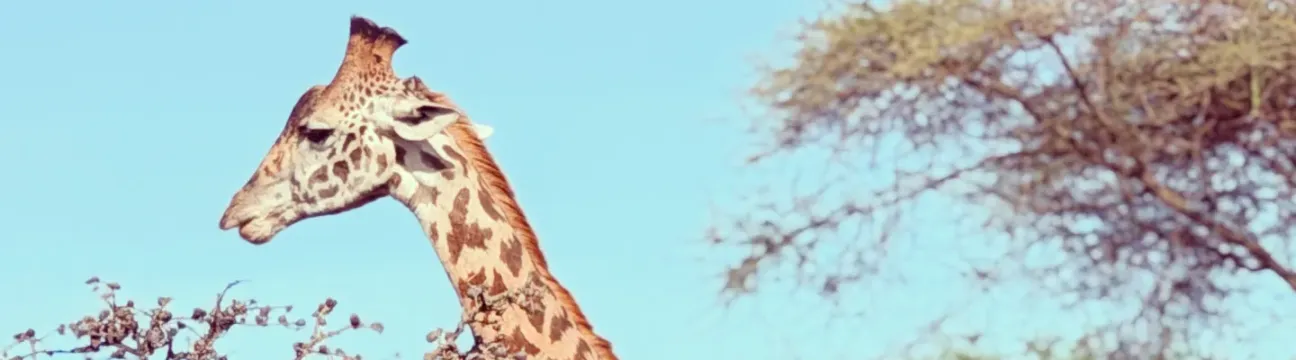 Amshar Serengeti
