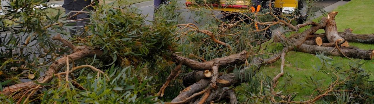 Tree Pruning  Brisbane